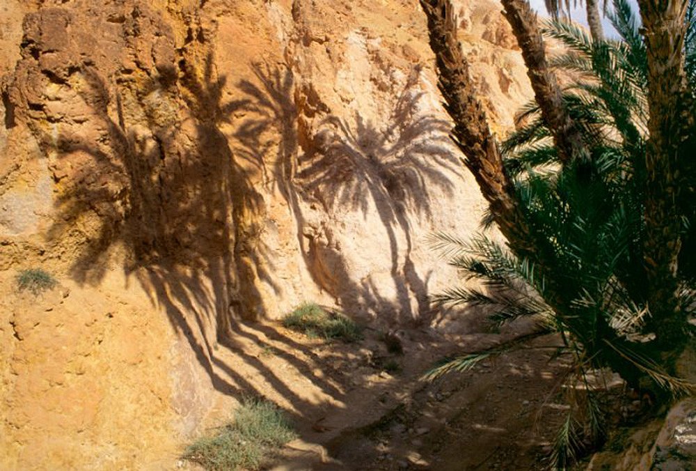 Ombres de palmiers